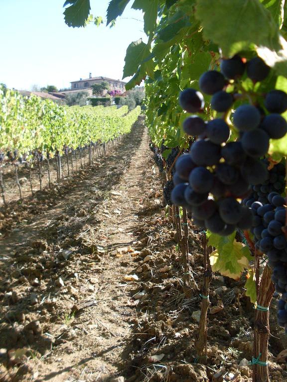 Agriturismo Amina, Winery & Hiking Vagliagli Exterior foto