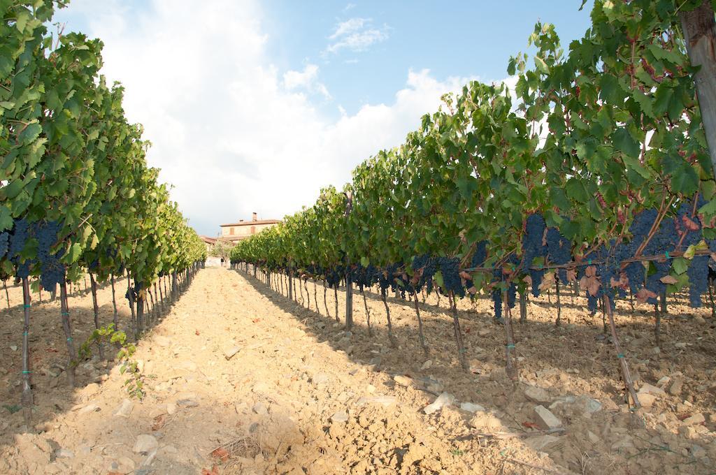 Agriturismo Amina, Winery & Hiking Vagliagli Exterior foto